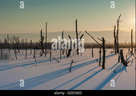 Sumpf in Deutschland Stockfoto