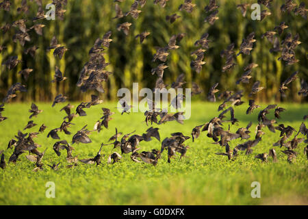 Flug der Europäischen Stare Stockfoto