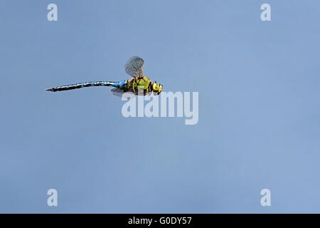 südlichen Hawker im Flug Stockfoto