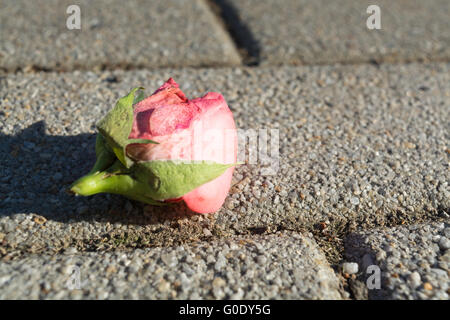 verwelkte Rose auf Kopfsteinpflaster Stockfoto