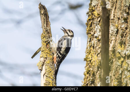 Große Specht (Dendrocopus großen) Stockfoto