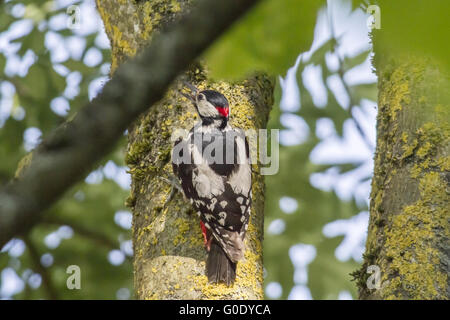 Große Specht (Dendrocopus großen) Stockfoto