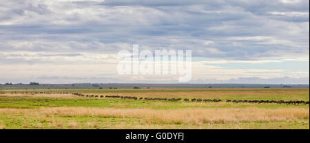 Linie der Gnus durchqueren Serengeti-Ebene während der jährlichen Migration, Serengeti Nationalpark, Tansania Stockfoto
