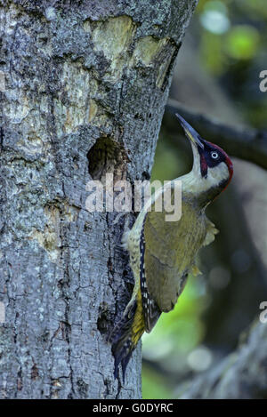 Europäische Grünspecht-Männchen Stockfoto