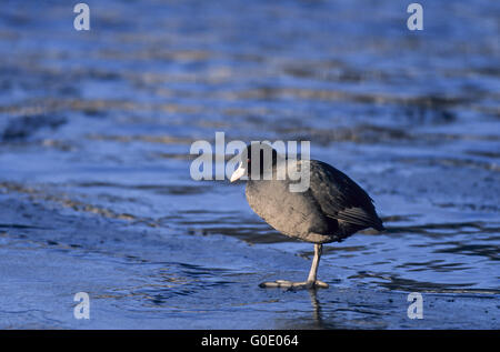 Blässhuhn Rest auf der gefrorenen Oberfläche der Ostsee Stockfoto