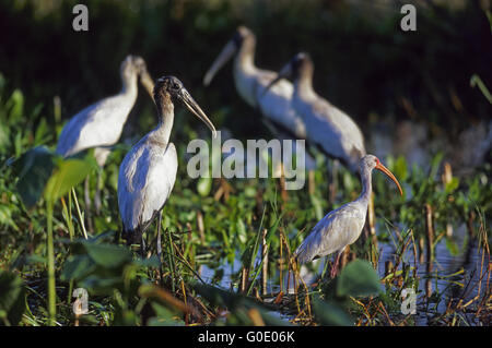 Holz-Storch und weißer Ibis genießen Sie die Sonne Stockfoto