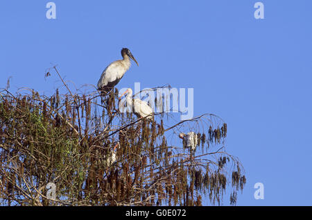 Holz-Storch und weißer Ibis genießen Sie die Sonne Stockfoto