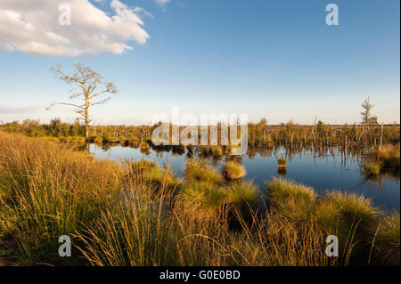 Torfmoor Deutschland Stockfoto