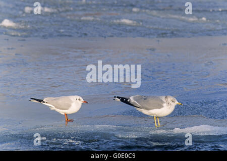 Black-headed Gull und gemeinsame Gull ruhen auf Eis Stockfoto