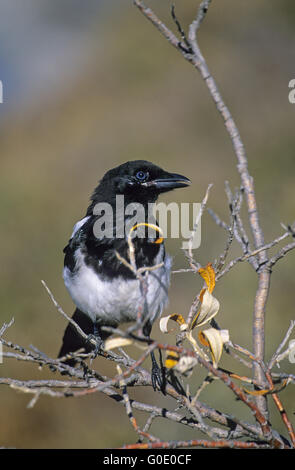 Europäische Elster sitzt auf einem Ast Stockfoto