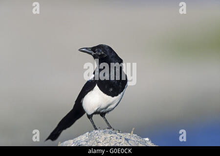 Europäische Elster ruht auf einem Felsen am Ufer Stockfoto