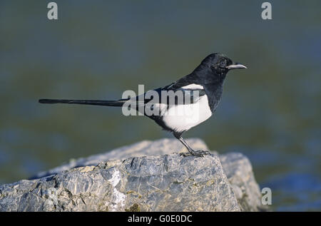 Europäische Elster ruht auf einem Felsen am Ufer Stockfoto
