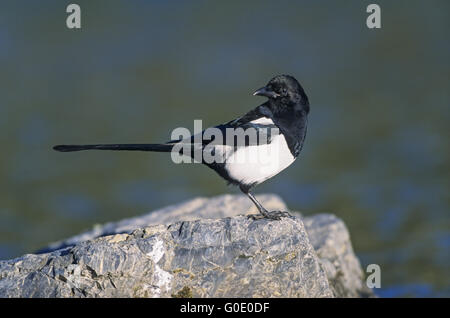 Europäische Elster ruht auf einem Felsen am Ufer Stockfoto