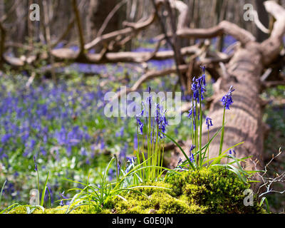 Kingswood Bluebell Wald aus dem Pilger-Weg in der Nähe von Chilham Kent UK Stockfoto