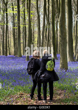 Wanderer, betrachtet man Glockenblumen in Kingswood Bluebell Wald aus dem Pilger-Weg in der Nähe von Chilham Kent UK Stockfoto