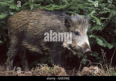 Jung-Wildschwein steht unter einer Fichte Stockfoto