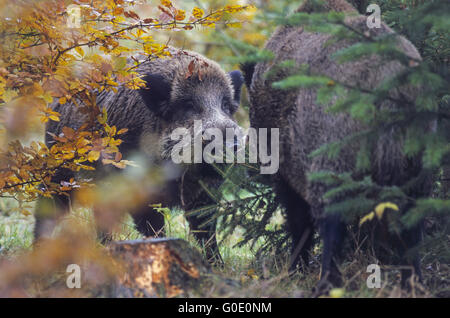 Wildschweine Schweine kämpfen in der Brunft Stockfoto