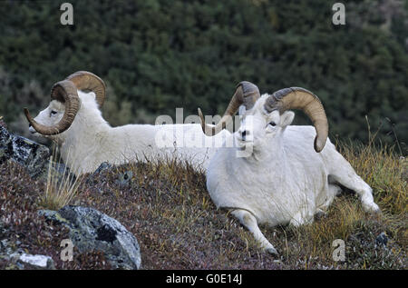 Dall Schafe Rams in einer Almwiese ruhen Stockfoto