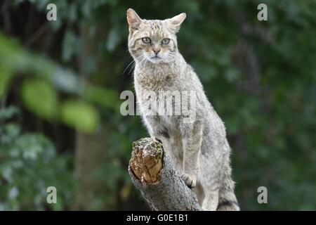 Fotos von wilden Katze im Garten. Stockfoto