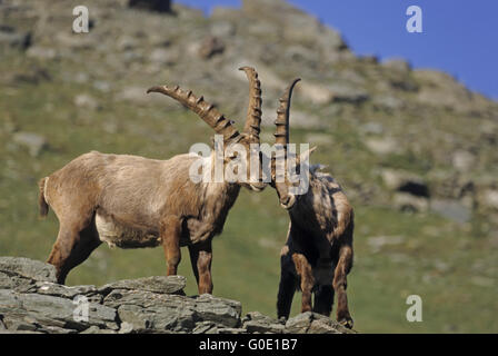 Alpensteinbock Böcke Kampf spielerisch Stockfoto