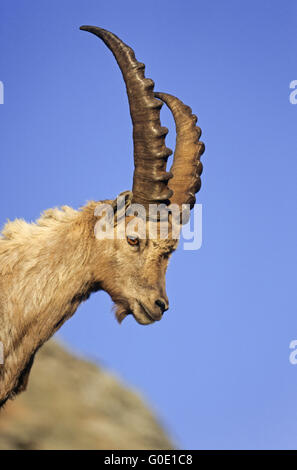 Porträt von einem Steinbock buck Stockfoto