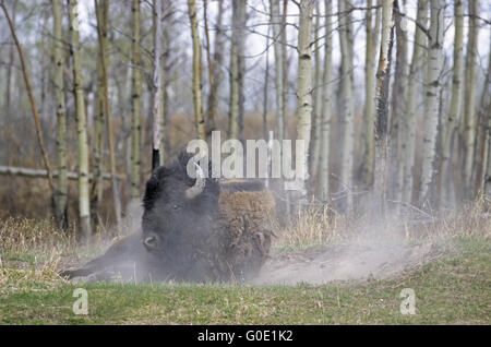 American Bison Bulle nimmt ein Sandbad Stockfoto