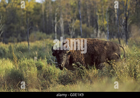 Holz-Bison Bulle im Abendlicht Stockfoto