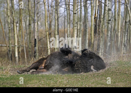 American Bison Bulle nimmt ein Sandbad Stockfoto