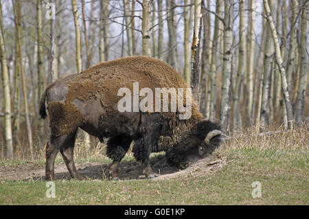 American Bison Bulle nimmt ein Sandbad Stockfoto