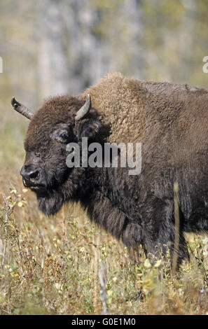 Ebenen Bison Kuh beobachtet Artgenossen Stockfoto