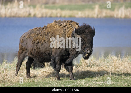 American Bison Bulle beobachtet der Fotograf Stockfoto