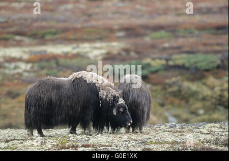 Stier und Kuh Moschusochsen in die herbstliche Tundra Stockfoto