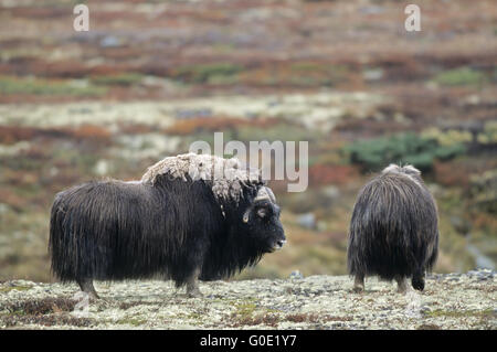 Stier und Kuh Moschusochsen in die herbstliche Tundra Stockfoto