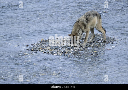 Grauer Wolf beobachtet Grizzly bei einem Caribou kil Stockfoto