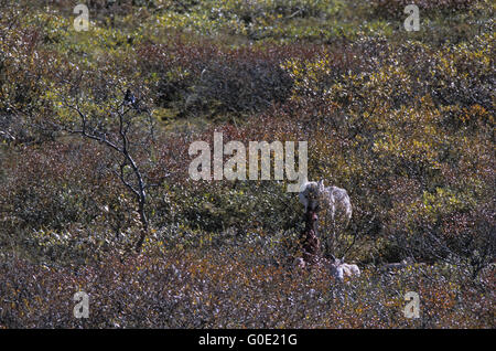 Wolf-RSS-Feeds auf einem Dallschafe Kill in Alaska Stockfoto