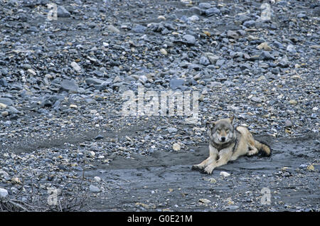 Grauer Wolf beobachtet Grizzly bei einem Caribou kil Stockfoto