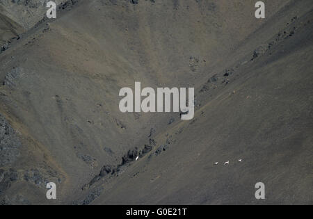 Grauer Wolf jagt Dall Sheeps an einem Berghang Stockfoto