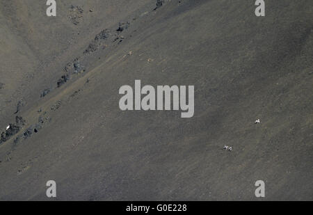 Grauer Wolf jagt Dall Sheeps an einem Berghang Stockfoto