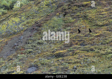 Black Wolf Kneipen sitzen die herbstliche Tundra Stockfoto