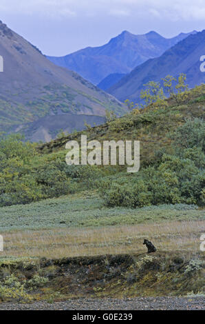 Black Wolf Kneipe sitzt in die herbstliche Tundra Stockfoto