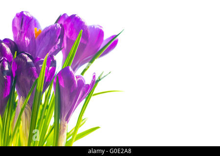 Erste Frühlingsblumen - Bouquet von Violette Krokusse Stockfoto