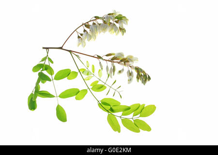 Robinie oder falsche Akazie (Robinia pseudoacacia Stockfoto