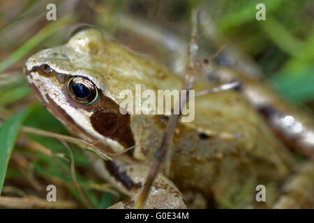 Grasfrosch Stockfoto