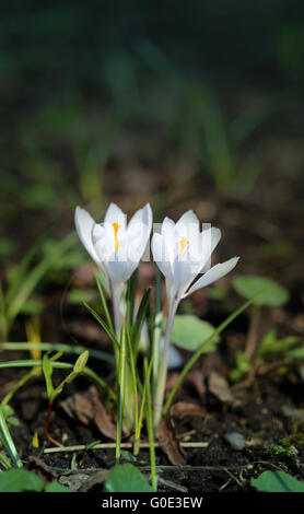 Schöne weiße Krokusse im Frühlingspark Stockfoto