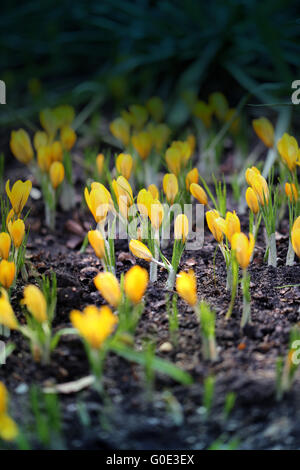 Schönes Foto gelbe Krokusse im Frühlingspark Stockfoto