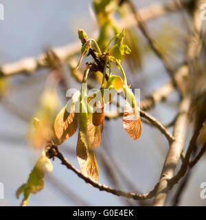 Ahorn Laub und geflügelte Frucht Samara Baum Blumen Stockfoto