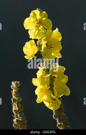 Denseflower Königskerze eine Pflanze der Gattung Verbascum Stockfoto