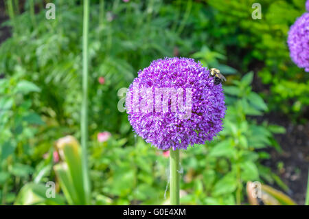 Allium Giganteum, auch bekannt als Giant Zwiebel mit eine kleine Wespe darauf n Parc Jean Drapeau. Stockfoto