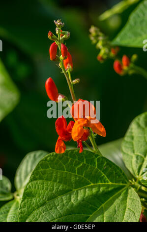 Bio Gemüse Stockfoto