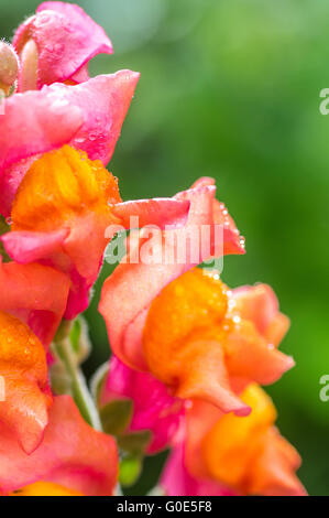 Schönen Sommer-Blume Stockfoto